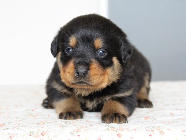 ロットワイラー