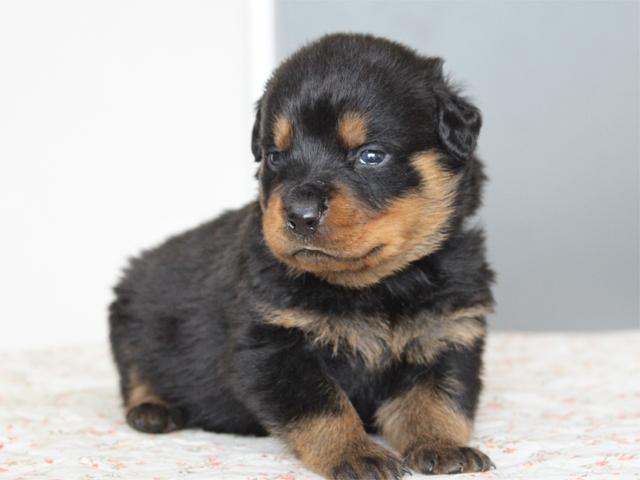 ロットワイラー