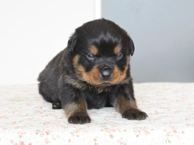 ロットワイラー