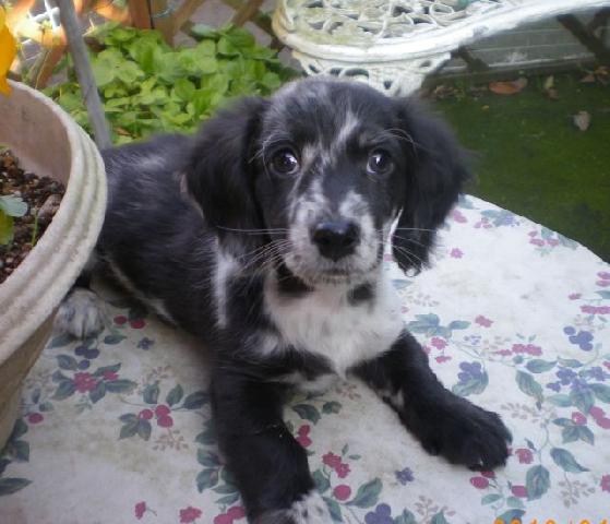 ミニチュアダックスフンド