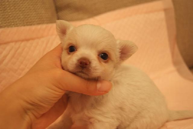 チワワ(ロングコート)