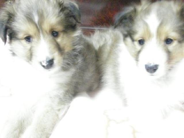 シェットランドシープドッグ