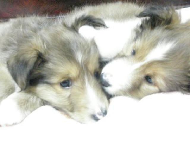 シェットランドシープドッグ