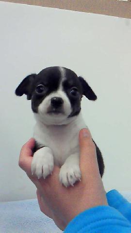 チワワ(スムースコート)