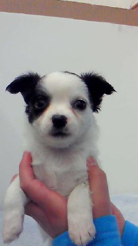 チワワ(ロングコート)