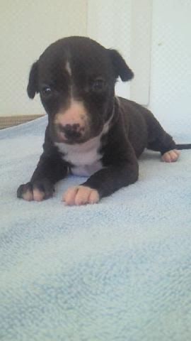 イタリアングレーハウンド