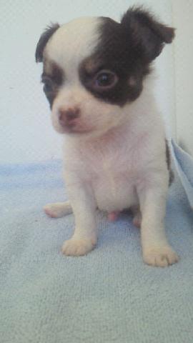 チワワ(ロングコート)