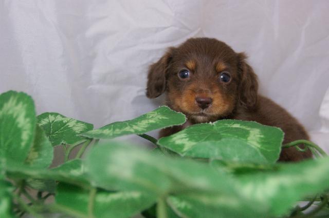 ミニチュアダックスフンド