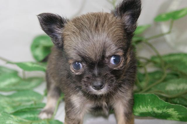 チワワ（ロングコート）