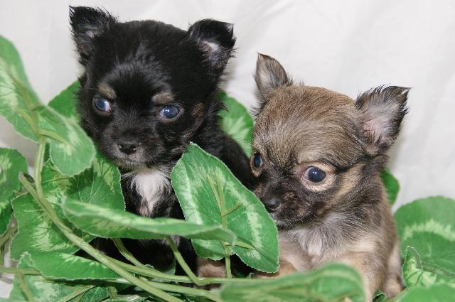 チワワ（ロングコート）