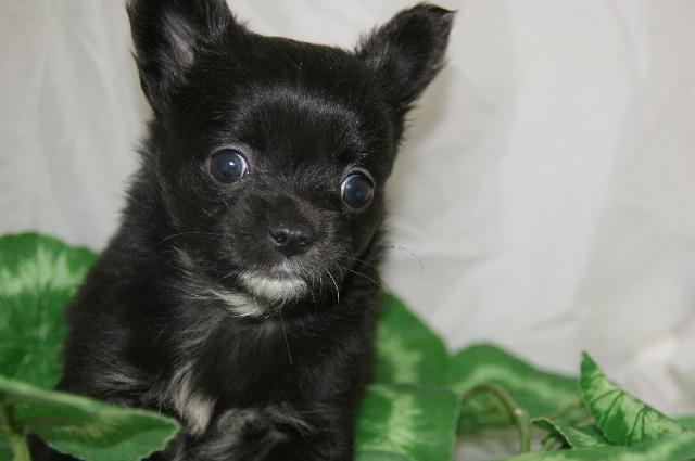 チワワ（ロングコート）