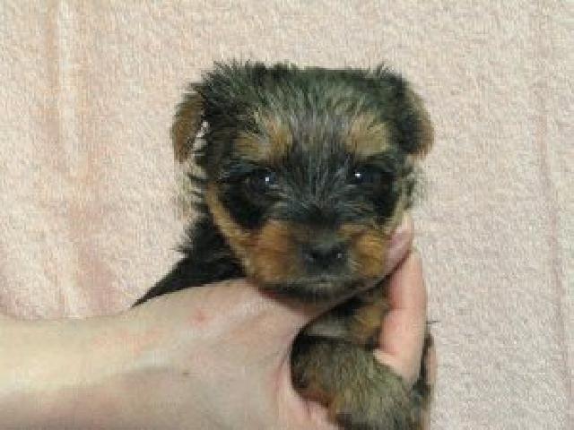 ヨークシャーテリア