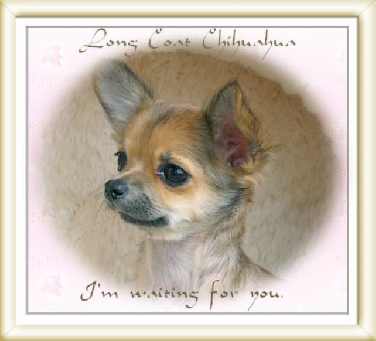 チワワ（ロングコート）