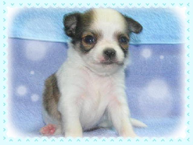 チワワ（ロングコート）