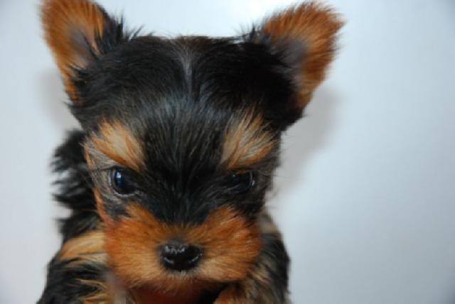 ヨークシャーテリア