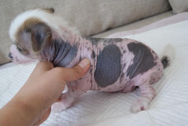 チャイニーズクレステッドドッグ