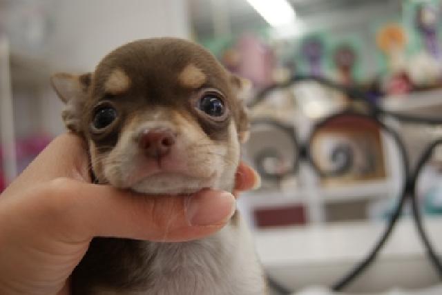 チワワ（スムースコート）