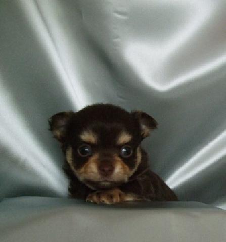 チワワ(ロングコート)