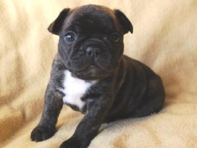 フレンチブルドッグ