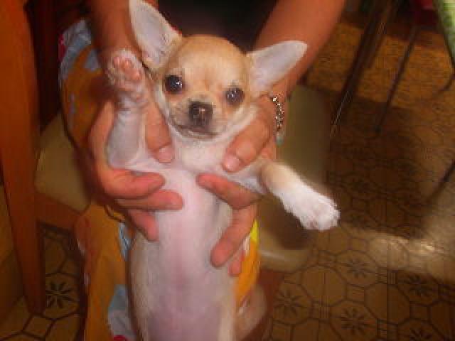 チワワ(スムースコート)