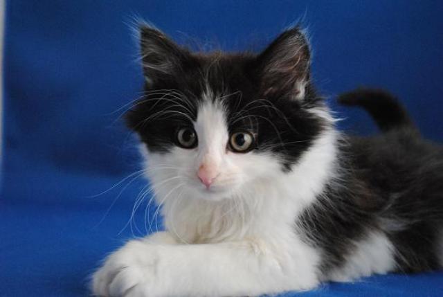 ノルウェージャンフォレストキャット