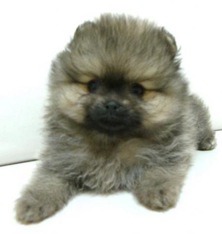 ポメラニアン