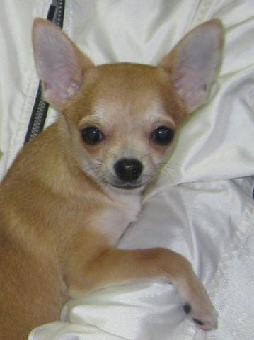 チワワ（スムースコート）