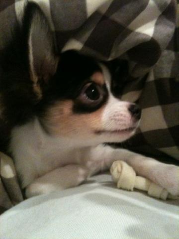 チワワ(ロングコート)