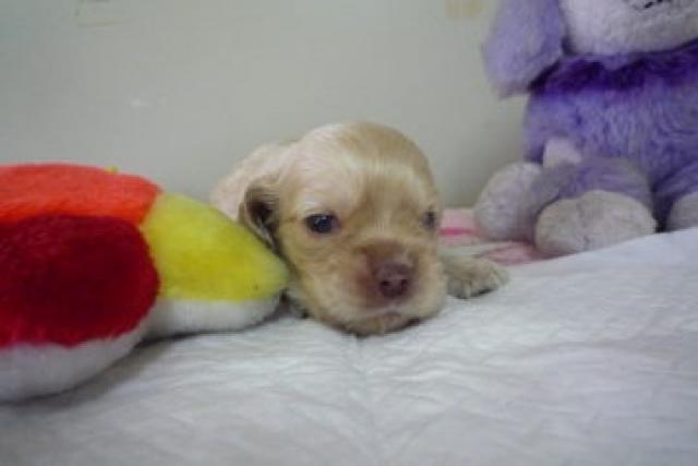 アメリカンコッカースパニエル