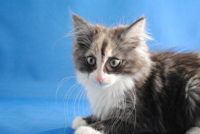 ノルウェージャンフォレストキャット