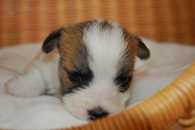 ジャックラッセルテリア