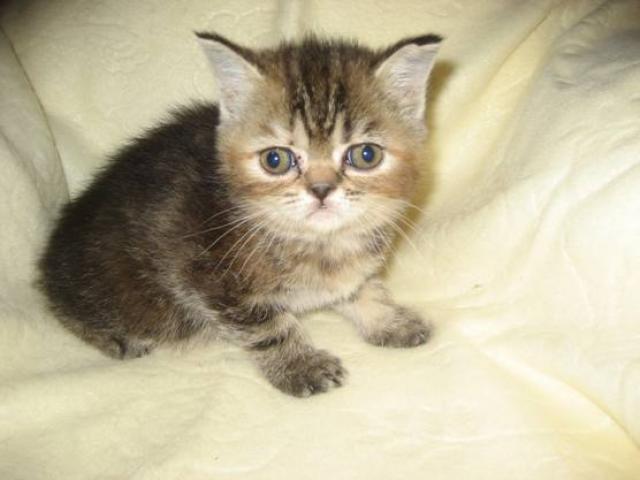 エキゾチックショートヘアー