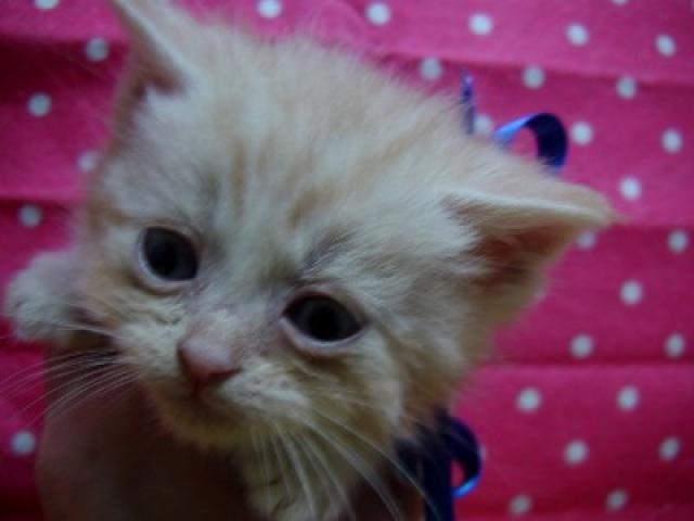 スコティッシュフォールドこの子は決りました