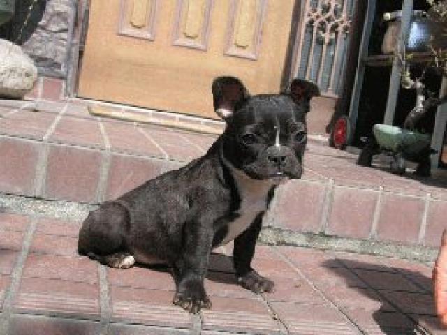 フレンチブルドッグ