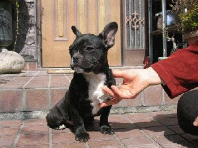 フレンチブルドッグ