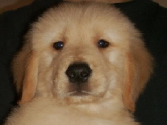 ゴールデンレトリーバー