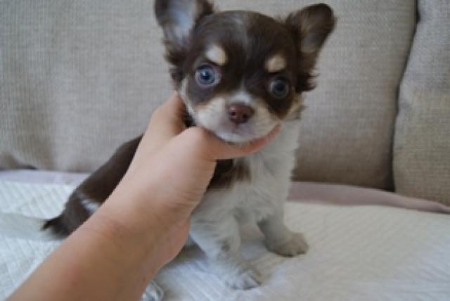 チワワ（ロングコート）