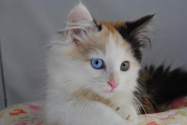 ノルウェージャンフォレストキャット