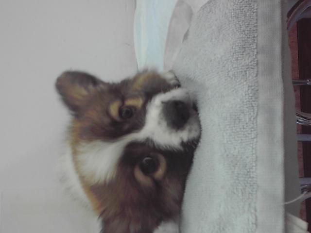 ウェルシュコーギーペンブローク