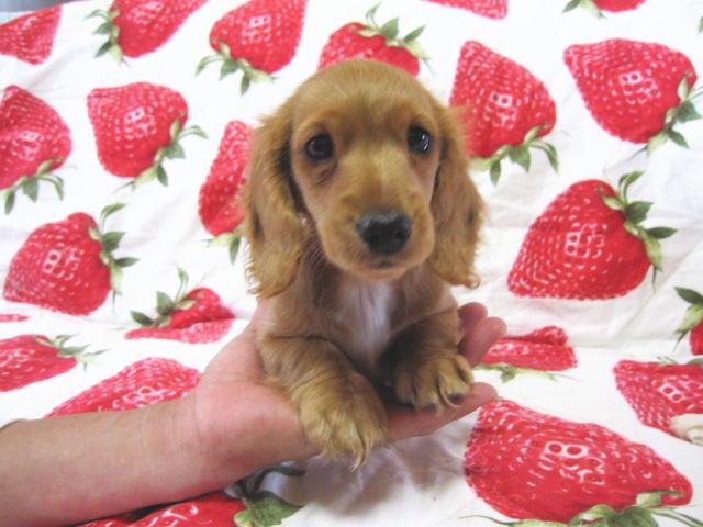 ミニチュアダックスフンド