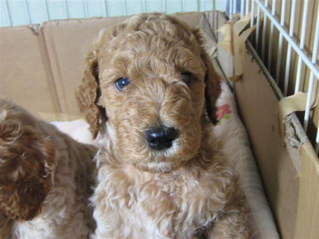 スタンダードプードル