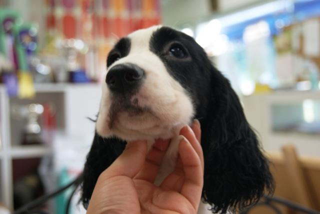 イングリッシュスプリンガースパニエル