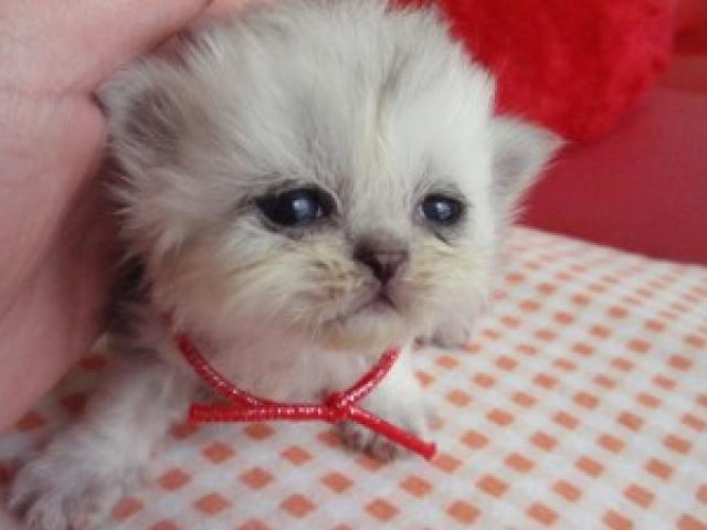 ペルシャ・ヒマラヤン