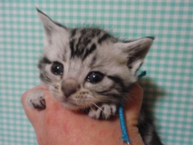 アメリカンショートヘアー