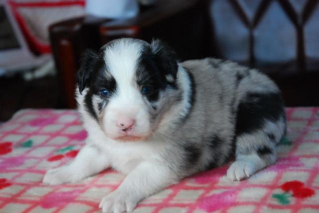 ボーダーコリー