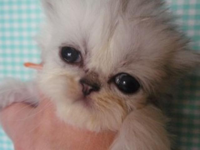 ペルシャ・ヒマラヤン