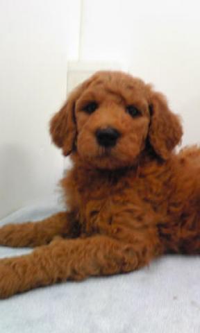 スタンダードプードル