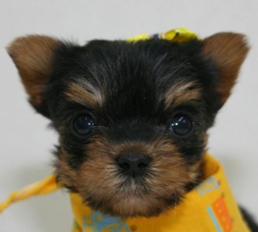 ヨークシャーテリア