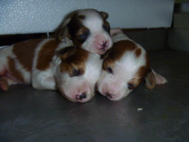 コイケルホンディエ