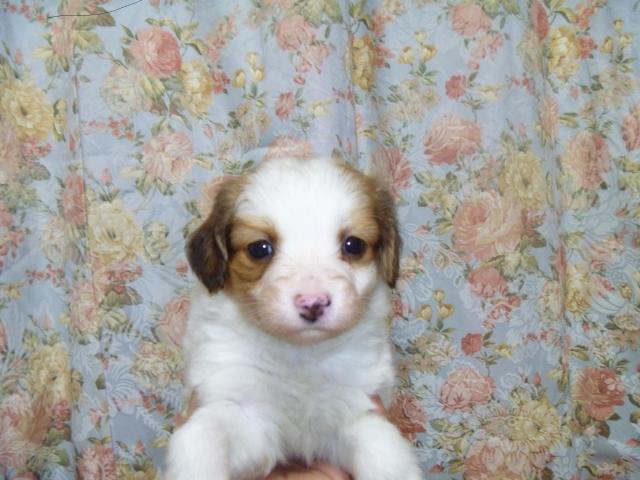 コイケルホンディエ